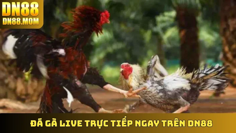 Đá Gà live trực tiếp ngay trên DN88