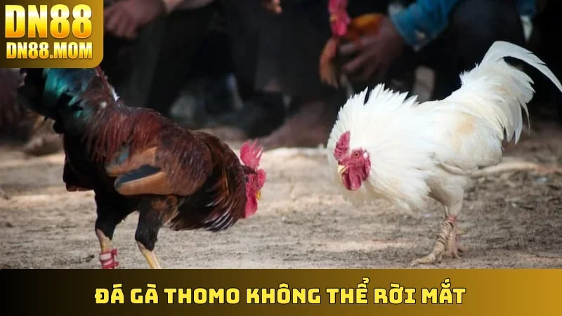 Đá Gà Thomo không thể rời mắt