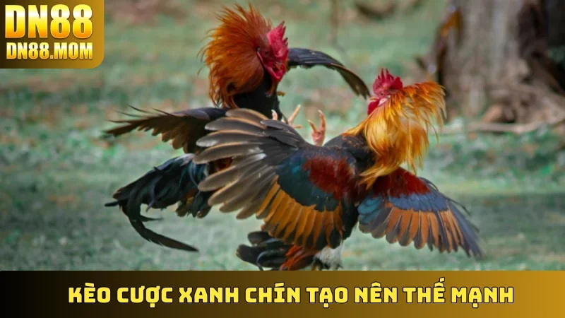 Kèo cược xanh chín tạo nên thế mạnh