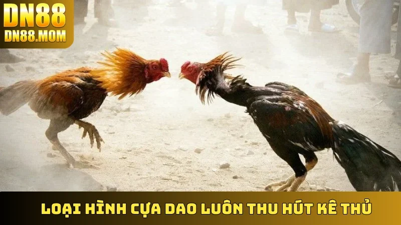Loại hình Cựa Dao luôn thu hút kê thủ
