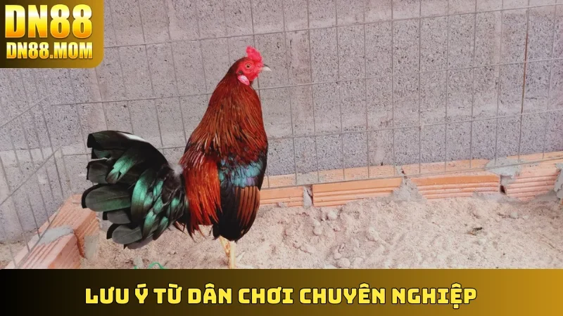 Lưu ý từ dân chơi chuyên nghiệp
