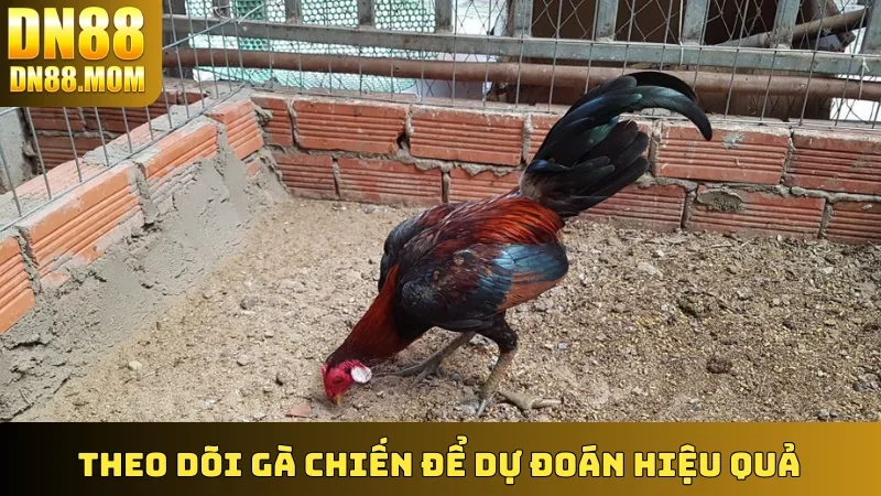 Theo dõi gà chiến để dự đoán hiệu quả
